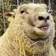 Why do sheep get horny in winter? Because the light is baaad, says study |  Animals | The Guardian